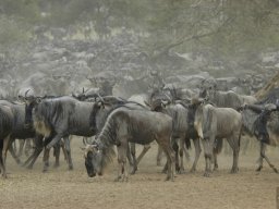 Western_Corridor_(Kirawira)2003-057